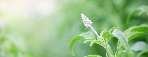 närbild av naturvy ung lila blomma och gröna blad på suddig grön bakgrund i solljus med bokeh och kopieringsutrymme med som bakgrund naturliga växter landskap, ekologi omslagskoncept. foto