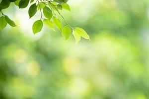 närbild av naturvy gröna blad på suddig grön bakgrund under solljus med bokeh och kopiera utrymme med som bakgrund naturliga växter landskap, ekologi tapet koncept. foto