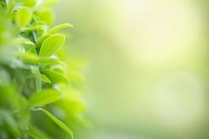 närbild av naturvy gröna blad på suddig grön bakgrund under solljus med bokeh och kopiera utrymme med som bakgrund naturliga växter landskap, ekologi tapet koncept. foto