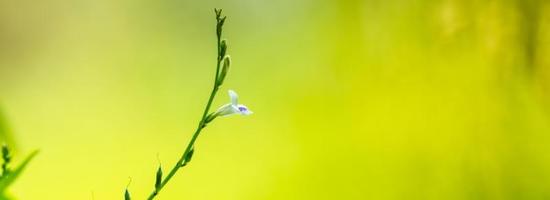 närbild av vacker mini vit och lila blomma under solljus med kopia utrymme som bakgrund med gröna naturliga växter landskap, ekologi tapeter sida koncept. foto