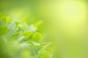 närbild av naturvy gröna blad på suddig grön bakgrund under solljus med bokeh och kopiera utrymme med som bakgrund naturliga växter landskap, ekologi tapet koncept. foto