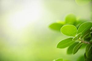 närbild av naturvy gröna blad på suddig grön bakgrund under solljus med bokeh och kopiera utrymme med som bakgrund naturliga växter landskap, ekologi tapet koncept. foto