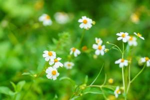 närbild av vacker mini vit blomma med gul pollen under solljus med kopia utrymme som bakgrund med gröna naturliga växter landskap, ekologi tapeter sida koncept. foto