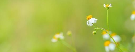 närbild av mini vit blomma med gul pollen under solljus med kopia utrymme som bakgrund med gröna naturliga växter landskap, ekologi försättsblad koncept. foto