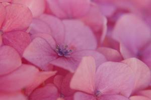 rosa hortensiablommor foto