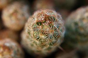 kaktus närbild makro foto