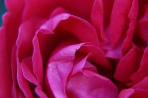 rosa ros närbild foto