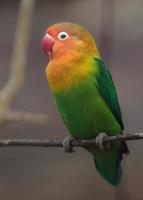 fischers lovebird på gren foto