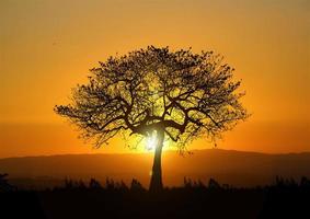 träd i naturen med vackra solnedgångar. solnedgångsvy koncept foto