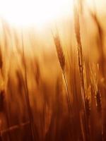 vintage marsala färg suddig kornfält foto