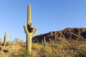 saguaro kaktus foto