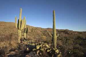 måne över sonoran öken kaktus i saguaro nationalpark