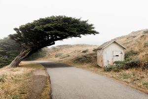 träd som växer över en väg foto