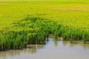 bakgrund risfält vatten foto