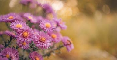 vackra lila blommor i vårträdgård på suddig äng bakgrund. krysantemum lila blommor blommar, färskt bladverk. höstblommor konstdesign. dröm natur bakgrund foto