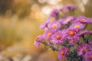 vackra lila blommor i vårträdgård på suddig äng bakgrund. krysantemum lila blommor blommar, färskt bladverk. höstblommor konstdesign. dröm natur bakgrund foto