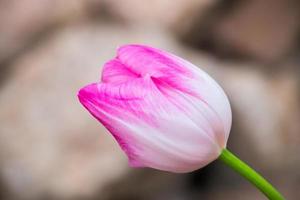 tulpan blomma närbild. delikat knopp, symbol för våren. foto