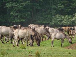 vilda hästar på en äng i Tyskland foto