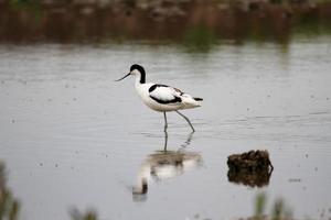 utsikt över en avocet foto