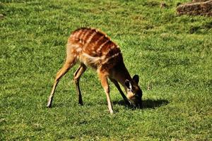 en vy av några dovhjortar i richmond park i london foto