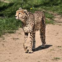 en närbild på en gepard på jakt foto
