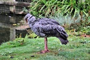 en närbild av en crested screamer foto