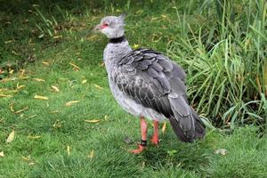 en närbild av en crested screamer foto