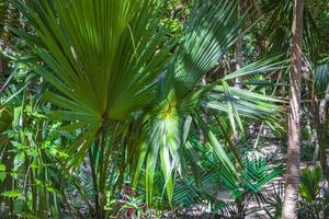 tropiska palmer växter naturlig djungel puerto aventuras mexico. foto