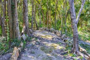 tropiska växter gångväg naturlig djungel skog puerto aventuras mexico. foto