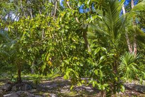 tropiska växter i naturlig djungelskog puerto aventuras mexico. foto