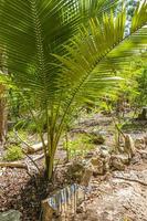 tropiska palmer växter naturlig djungel puerto aventuras mexico. foto