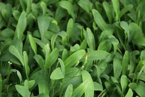 gröna blad av lactuce debilis maxim, thailand. foto