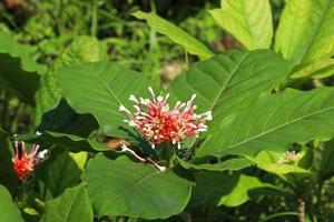 indisk orm rot eller rauwolfia träd, blomma och löv i naturen, thailand. foto