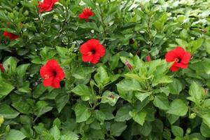 pensel av kinesisk ros eller hibiskus, klarröd blomma som blommar och gröna blad. foto