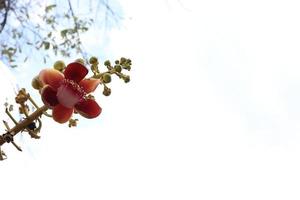 gren av kanonkulans blommor och vit himmel bakgrund. foto