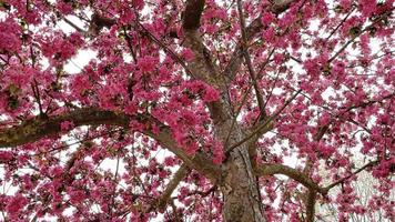 vårens ankomst och vårblommorna som ger skönhet och färg åt naturen foto