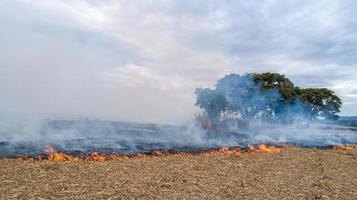 torrt gräs brännskador, naturkatastrof. flygperspektiv. ett stort bränt fält täckt av svart sot. stor rök från brinnande platser. Brasilien. sockerrörsplantagen. foto