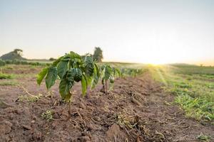 kaffe växter träd växande planta i jord. kaffegård. Brasilien. foto