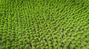 eukalyptusplantage i Brasilien - cellulosapappersjordbruk - birdseye drone view. toppvy. foto