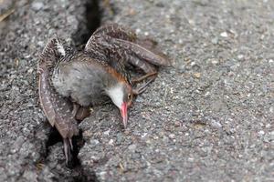 sprucken asfalt död fågel foto