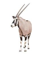 gemsbok eller oryx foto
