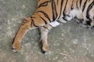veterinär behandla tigern foto