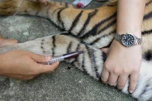 veterinär behandla tigern foto