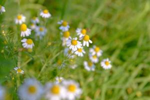 många vita tusensköna blommor på grön äng foto