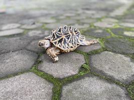 indiska stjärnan är mycket sällsynta reptiler, dessa djur klassas också som forntida djur eftersom de kan vara hundratals år gamla. sköldpaddan, som bara kan leva på land, kan inte leva i vatten. foto