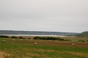 färskt hö som nyligen balats fortfarande på fältet foto