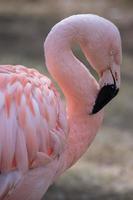 den chilenska flamingon, phoenicopterus chilensis foto