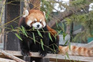 den röda pandan, ailurus fulgens, även känd som den mindre pandan, är ett litet däggdjur med ursprung i östra Himalaya och sydvästra Kina. foto