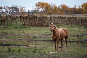 häst ut på bete på landsbygden i Saskatchewan, Kanada foto