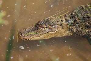 krokodil i en damm i ett reservat för skydd av vilda djur foto